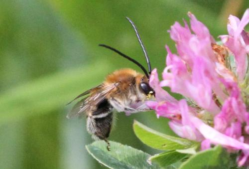 Réf. 324 204 : Eucera sp.